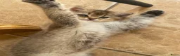 British Shorthair cats for sale: British Shorthair Golden & Silver Kittens  - Advert 19