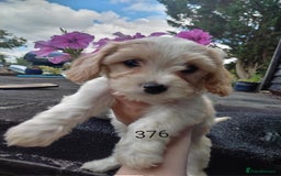 Cavachon dogs for sale: Beautiful F1 cavachons  - Image 4