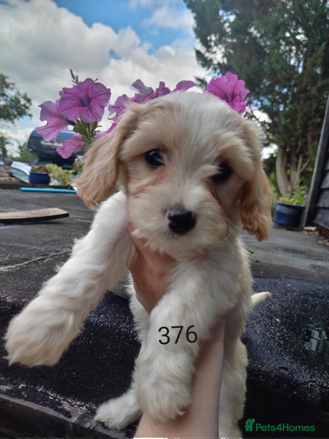 Cavachon dogs for sale: Beautiful F1 cavachons  - Image 4