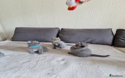 British Shorthair cats for sale: Gorgeous BSH kittens  - Image 21
