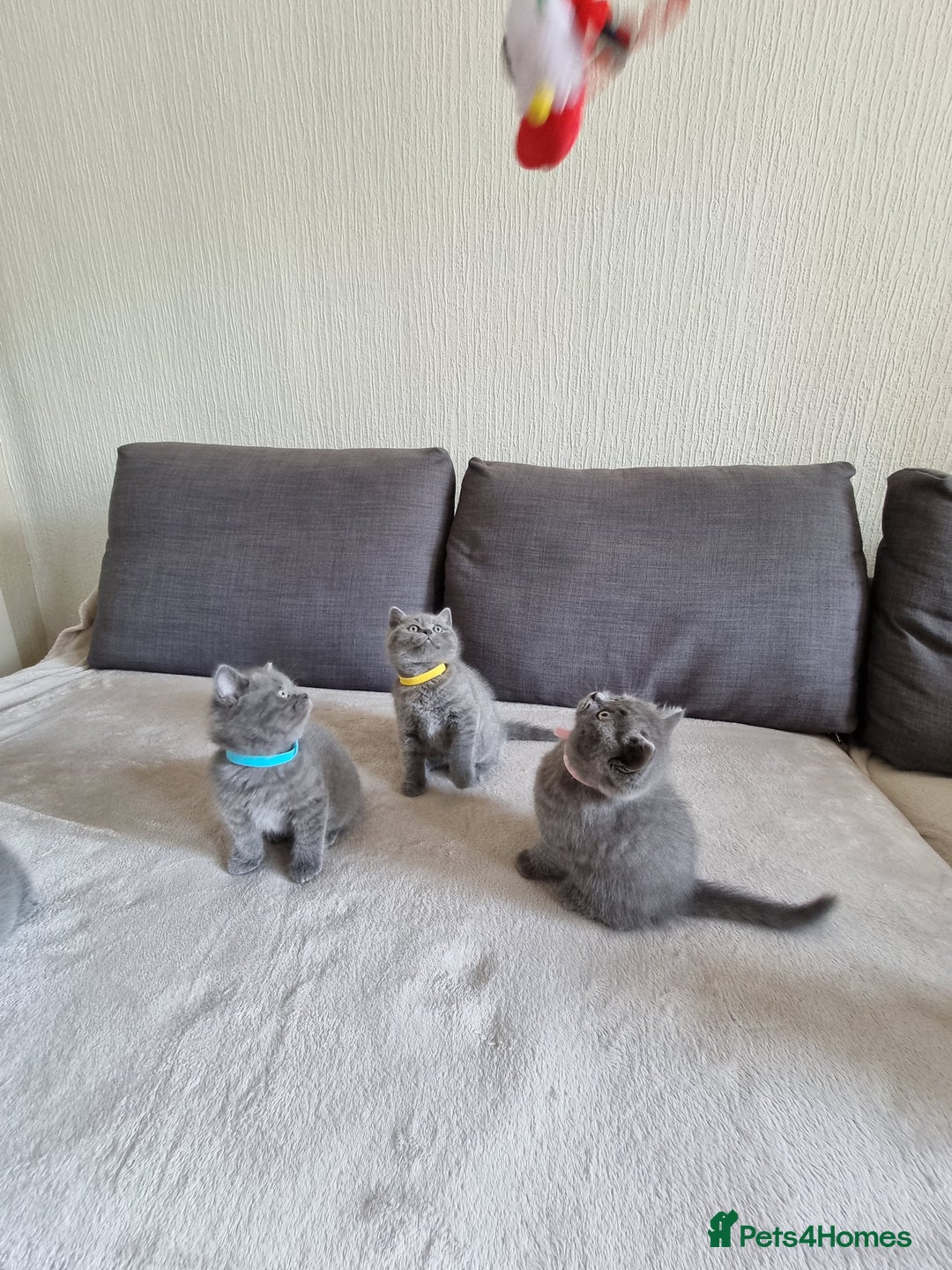 British Shorthair cats for sale: Gorgeous BSH kittens  - Image 21