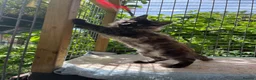 Maine Coon cats for sale: ⭐️Beautiful Maine Coon Kittens⭐️ - Advert 25