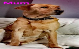 Labrador Retriever dogs for sale: 🐕 KC Reg Red, Golden & Champagne Labrador Puppys - Image 2