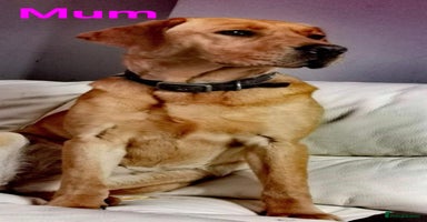 Labrador Retriever dogs - Advert 10
