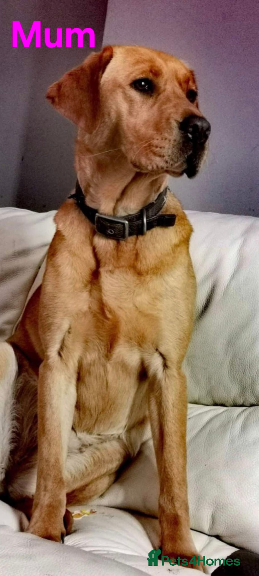 Labrador Retriever dogs for sale: 🐕 KC Reg Red, Golden & Champagne Labrador Puppys - Image 2