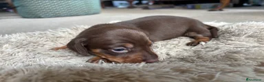 Chocolate and Tan Boy