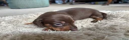 Miniature Dachshund dogs for sale: 4 Gorgeous Miniature Dachshund puppies - Advert 4