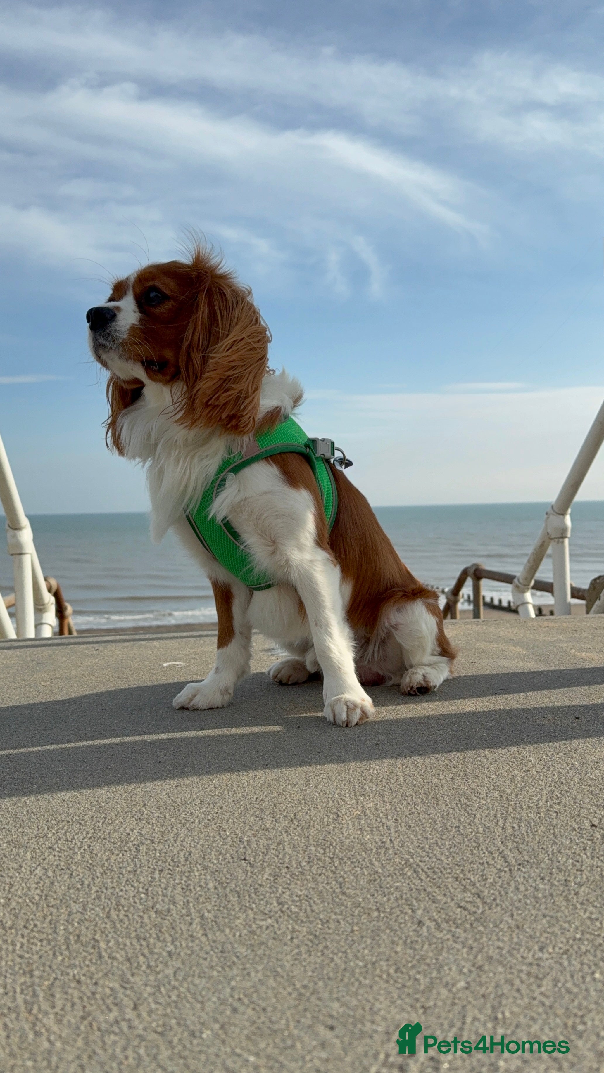 Cavalier King Charles Spaniel dogs Health Tested Cavalier King Charles For Stud - Advert 2