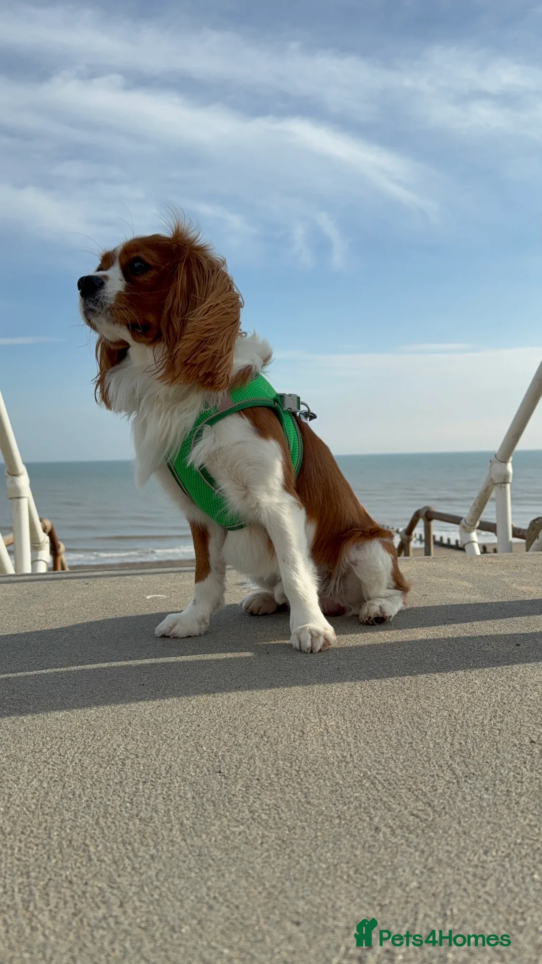 Cavalier King Charles Spaniel dogs for stud: Health Tested Cavalier King Charles For Stud - Advert 1