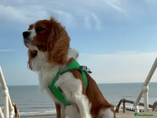 Cavalier King Charles Spaniel dogs Health Tested Cavalier King Charles For Stud - Advert 6