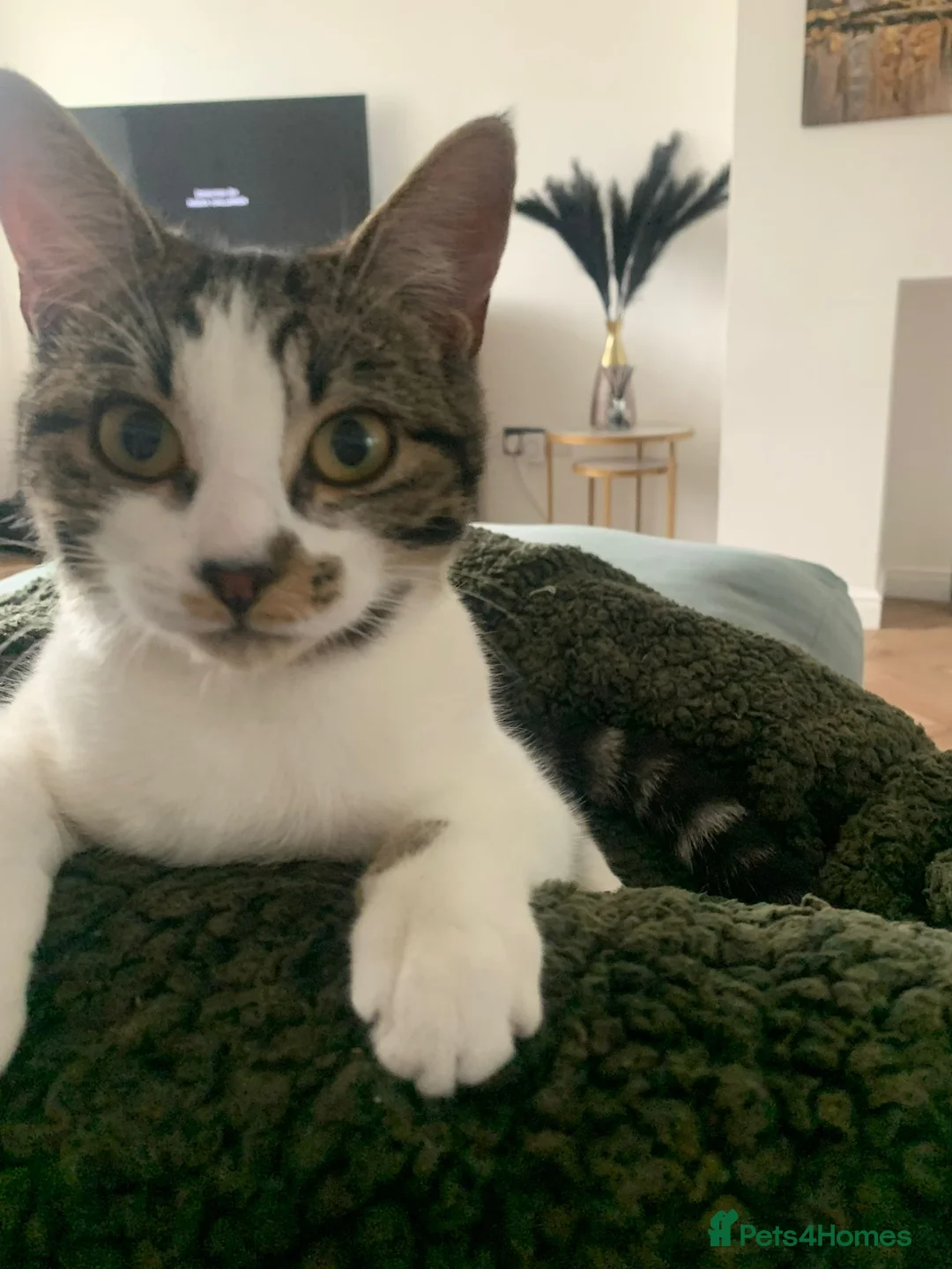 Mixed Breed cats for sale: 1 Tabby/stripy boy left! in West Molesey - Advert 12