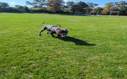 Staffordshire Bull Terrier dogs for sale: Blue staff for sale  - Image 14
