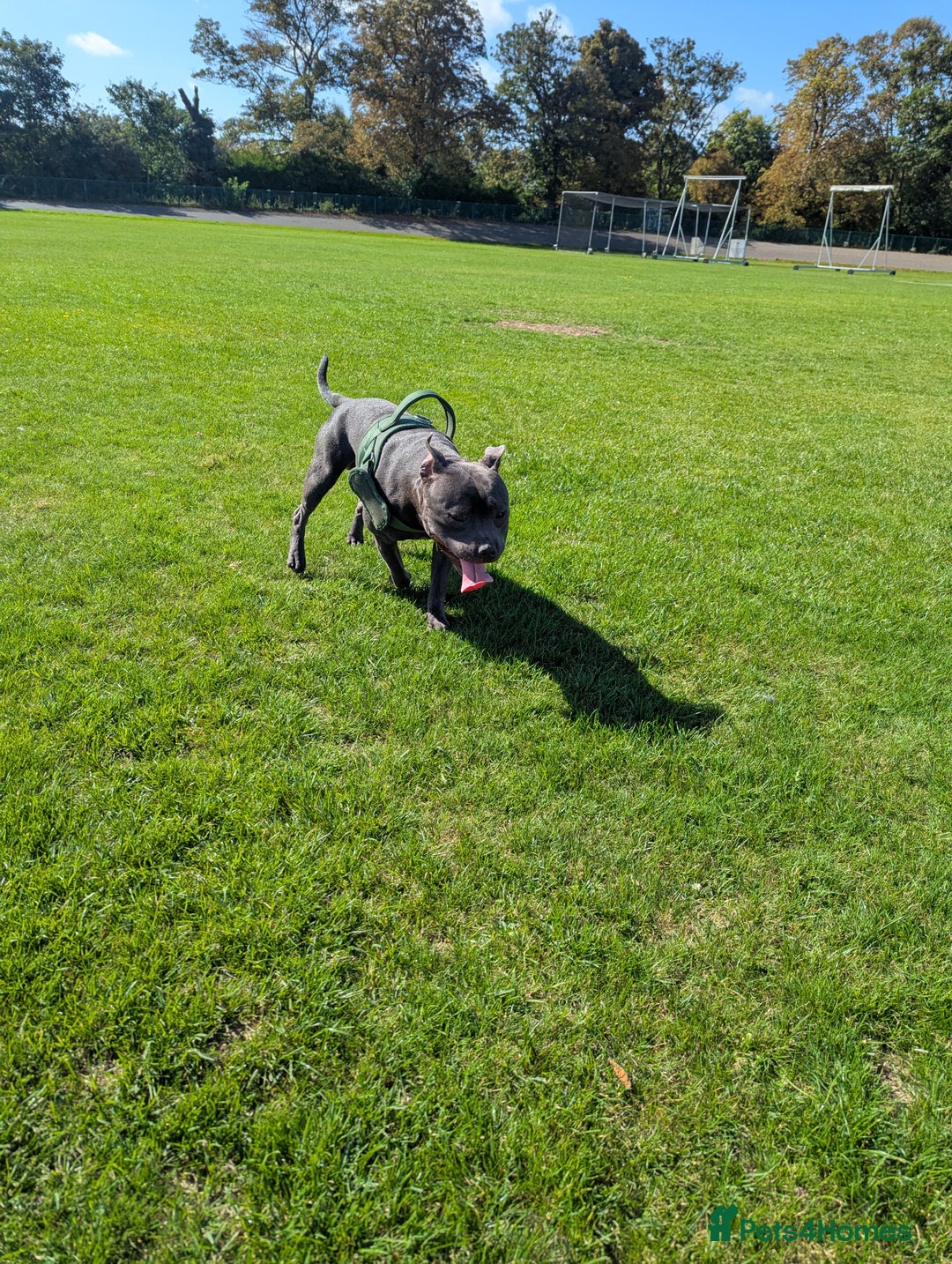 Staffordshire Bull Terrier dogs for sale: Blue staff for sale  - Image 14