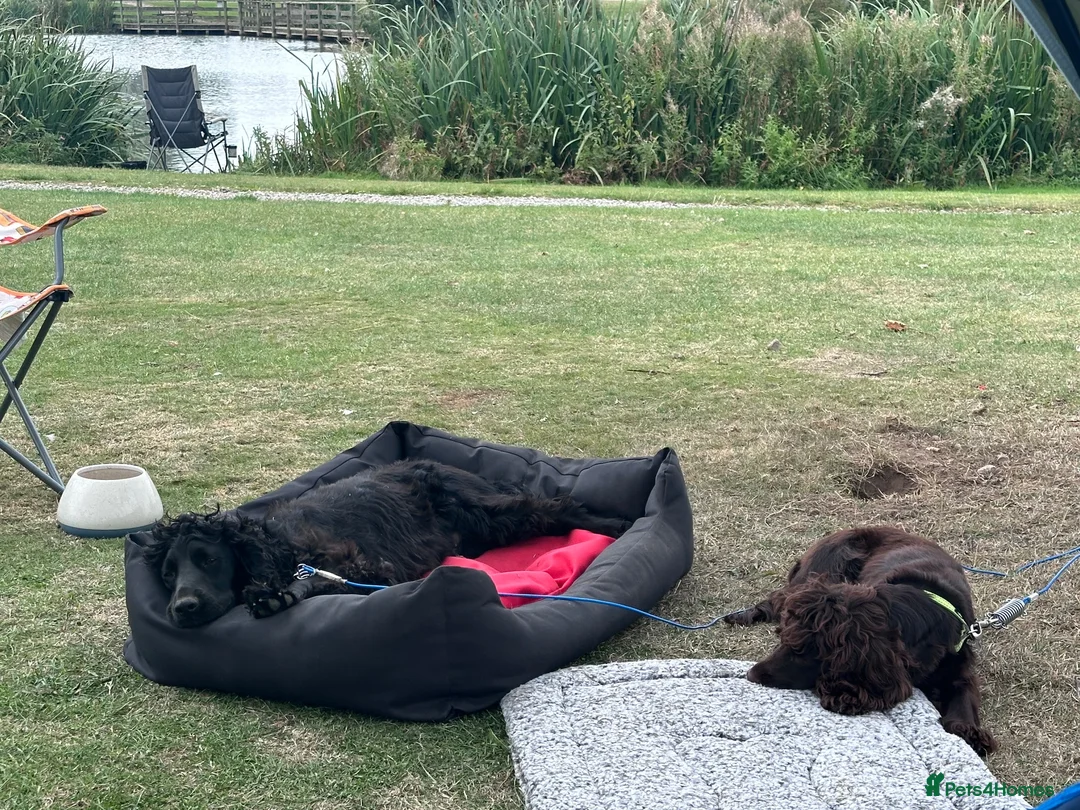 Cocker Spaniel dogs for sale: 2 Cocker Spaniels for re-homing.  - Advert 4