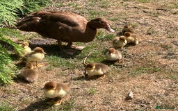 Ducks poultry for sale: Muscovy ducks - Image 2