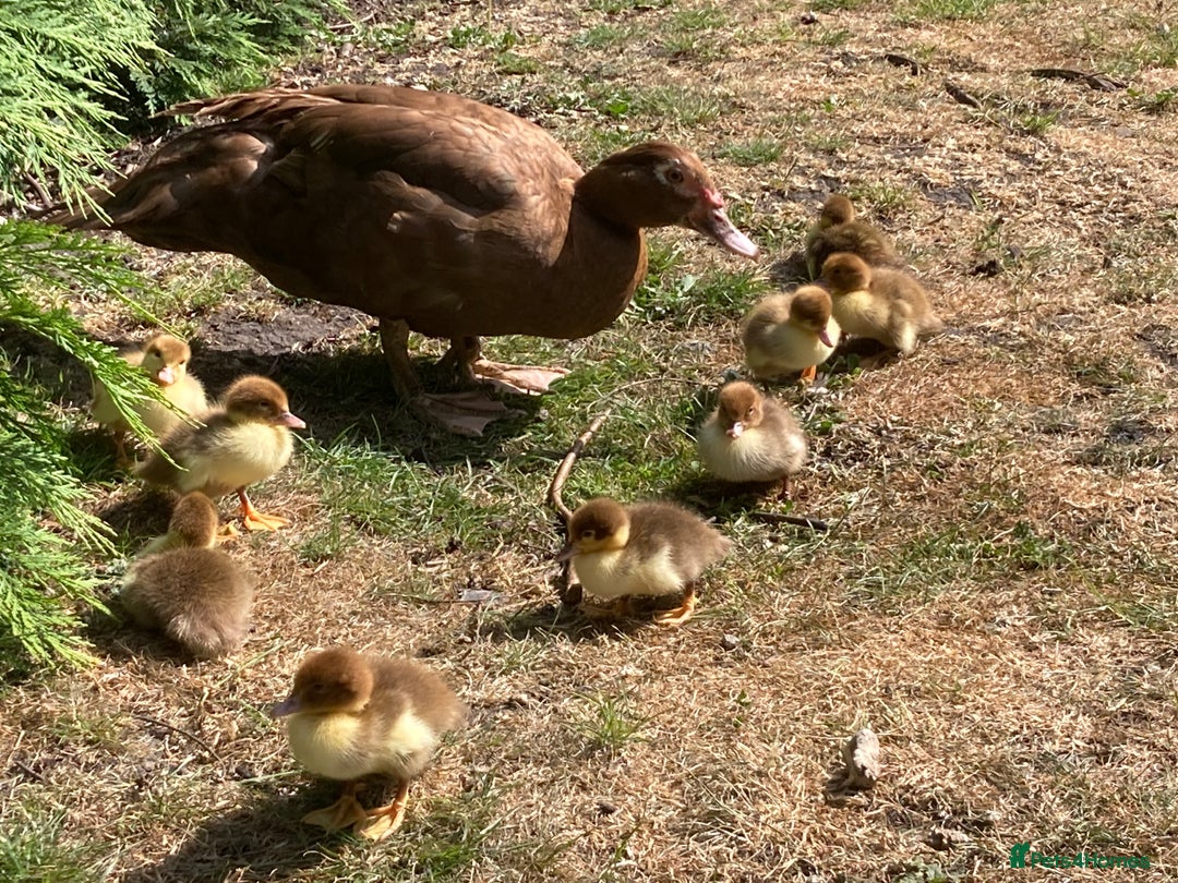 Ducks poultry for sale: Muscovy ducks - Image 2