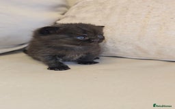 British Shorthair cats for sale: Black smoke british shorthair and 1 blue longhair - Advert 9