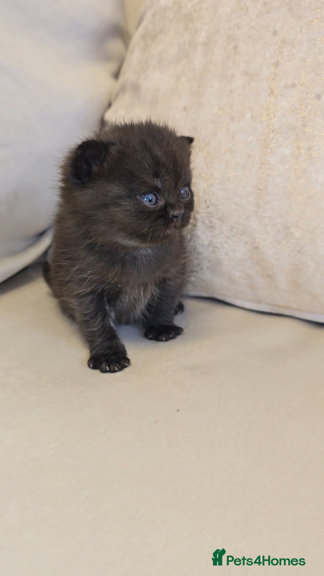 British Shorthair cats for sale: Black smoke british shorthair and 1 blue longhair - Advert 9
