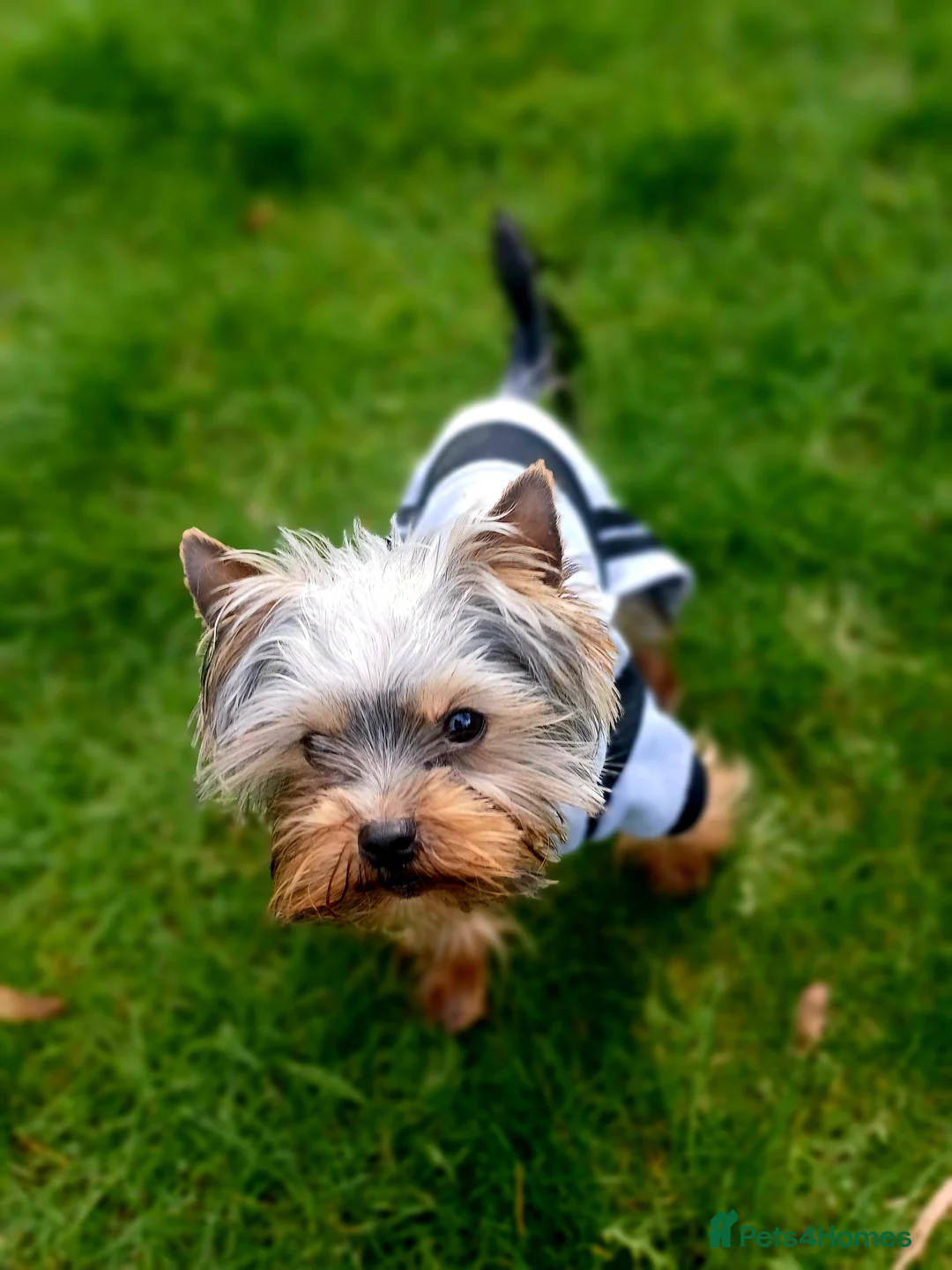 Yorkshire Terrier dogs for stud:  900grams !! The smallest cutest boy in Uk  in Bedford - Advert 10