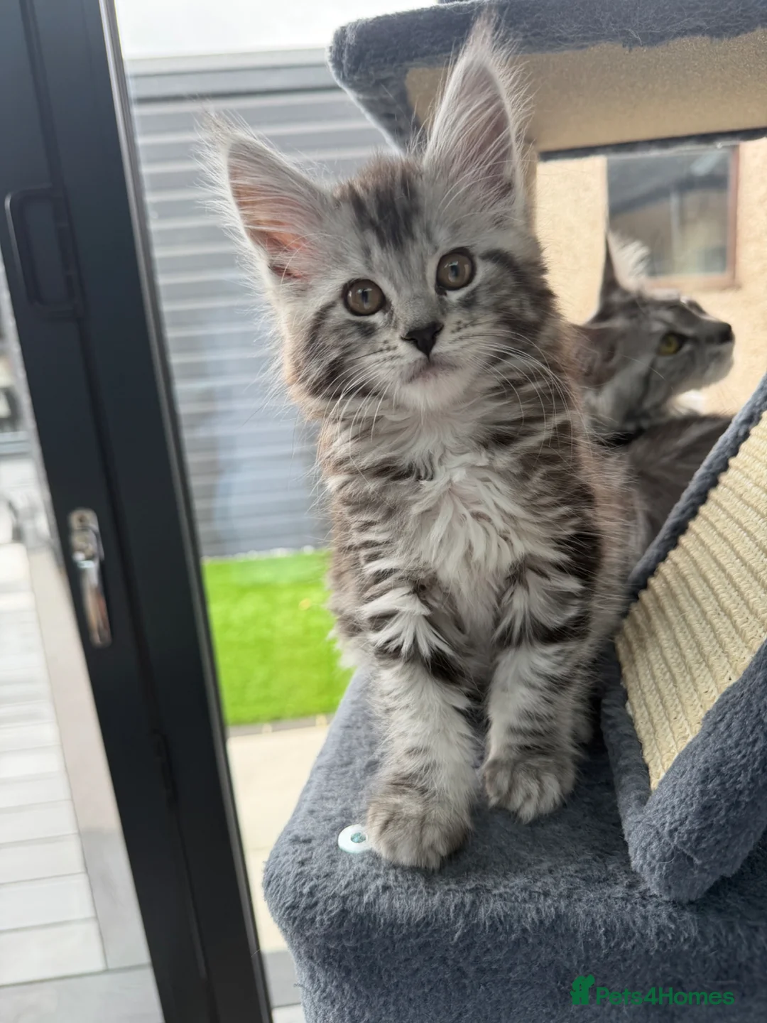 Maine Coon cats for sale: Main coin kitten  - Advert 2