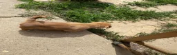 Mixed Breed dogs for sale: READY NOW….. Jack Russell beautiful litter of boys - Advert 7
