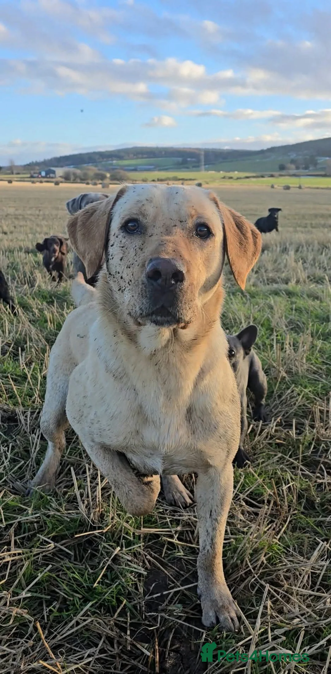 Labrador Retriever dogs for stud: Standing at stud heath tested Labrador - Advert 9