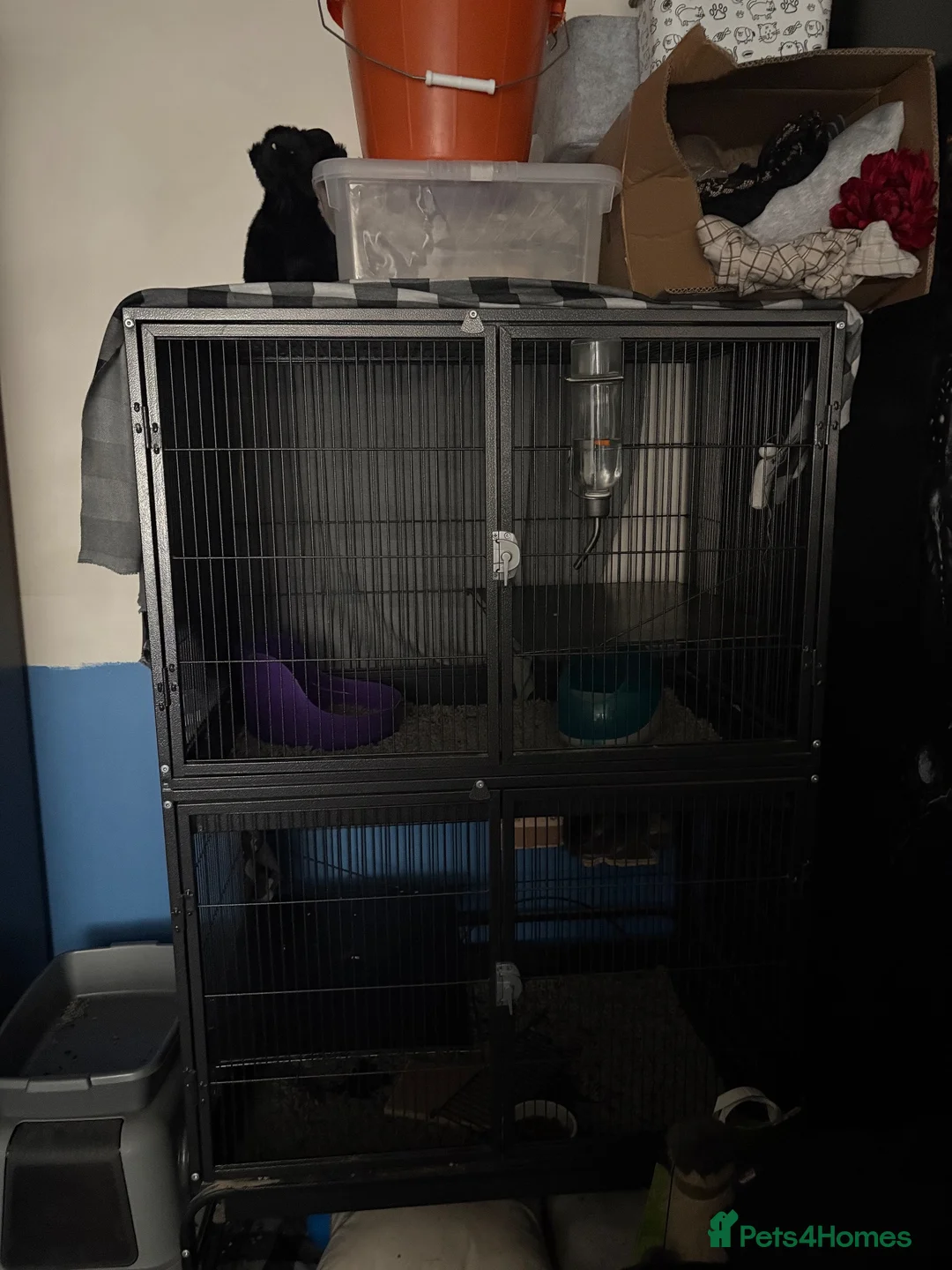 Chinchilla rodents for sale: 2 bonded male chinchillas  in Dudley - Advert 7