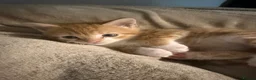 Mixed Breed cats for sale: 2 beautiful female kittens for sale  - Advert 3