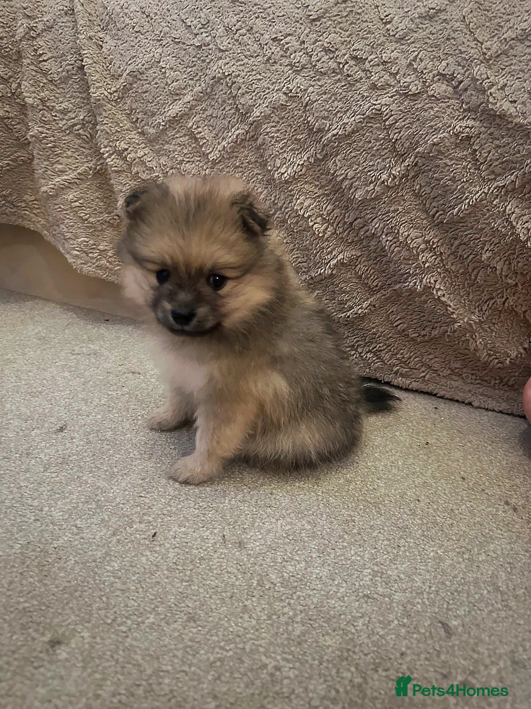 Pomeranian dogs for sale: Pomeranian puppy’s for sale - Advert 18
