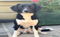 Sprollie dogs for sale: 9 month old sprollie - Image 3