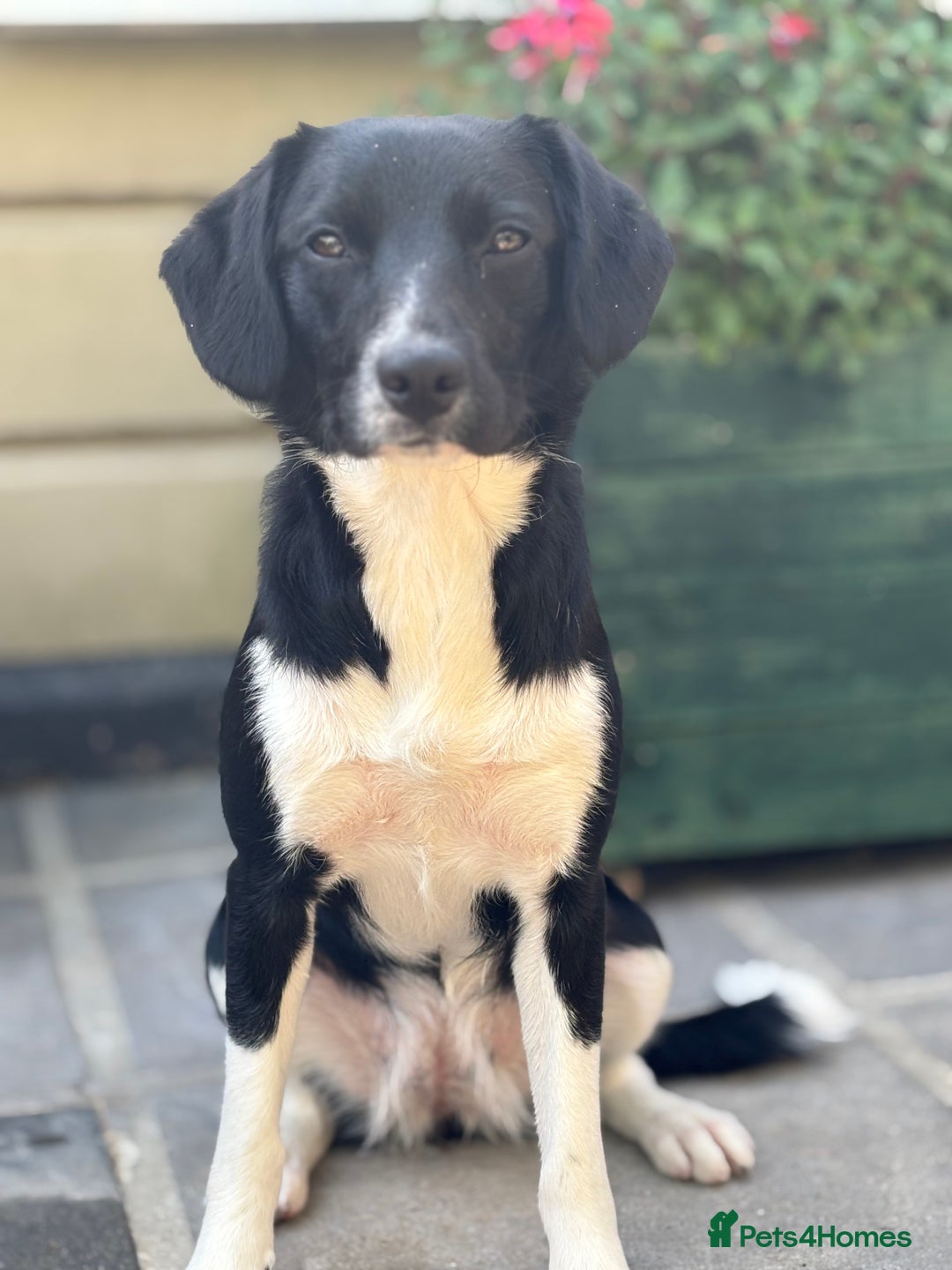 Sprollie dogs for sale: 9 month old sprollie - Image 3