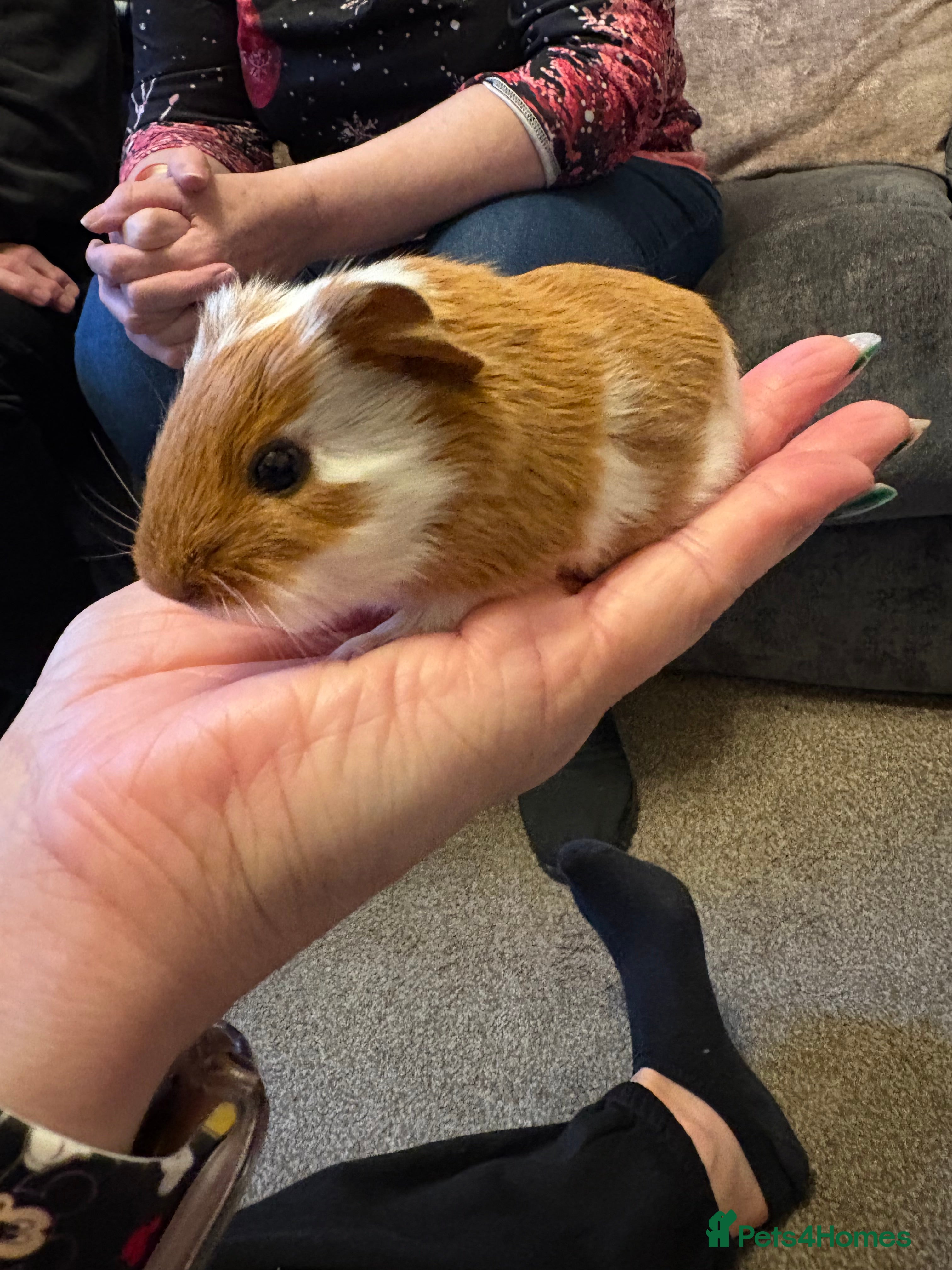Guinea Pig rodents Male guinea pig & 2 female guinea pigs  - Advert 16