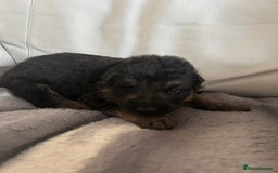 German Shepherd dogs for sale: £1000 - Image 3