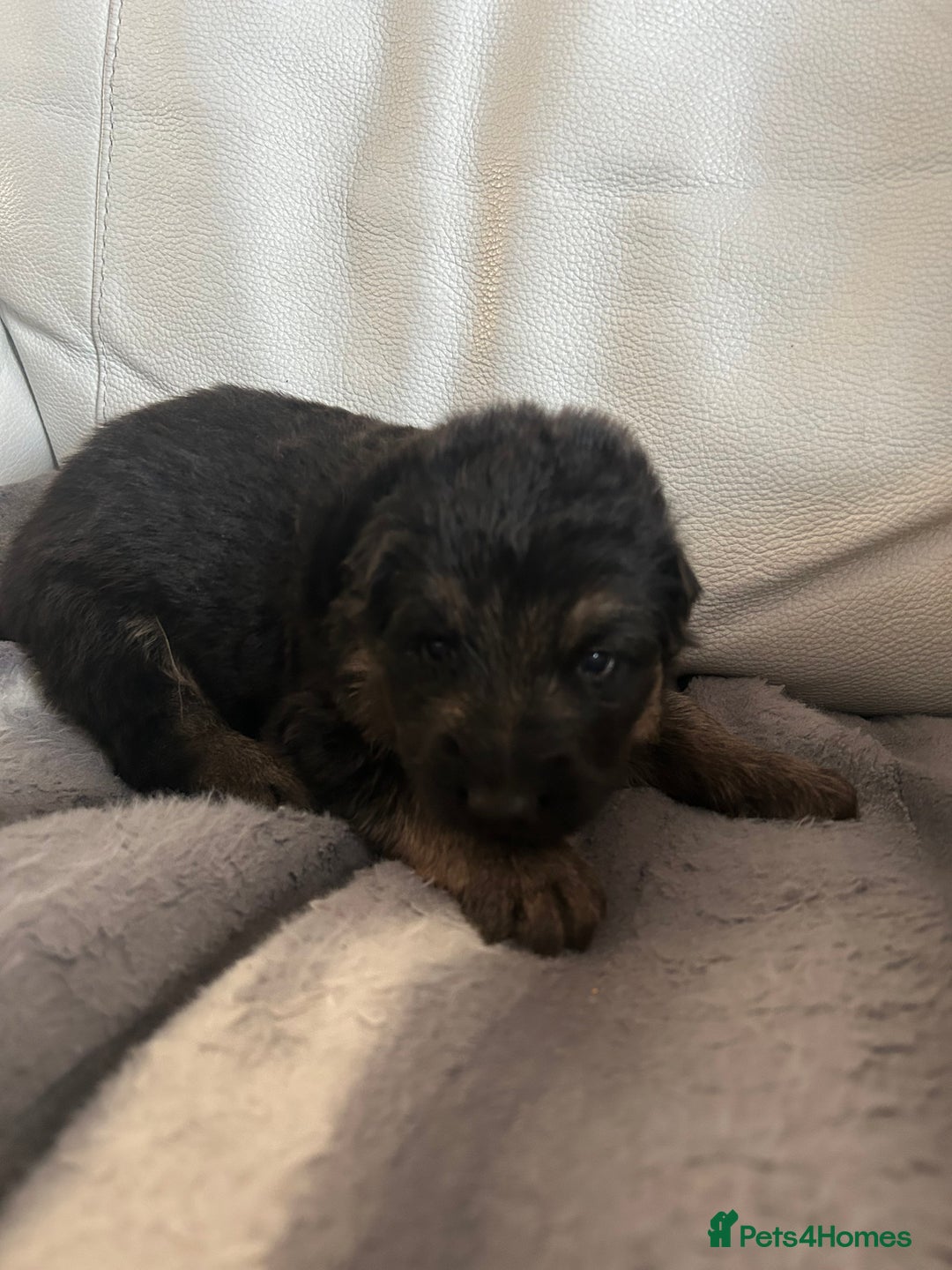 German Shepherd dogs for sale: £1000 - Image 3