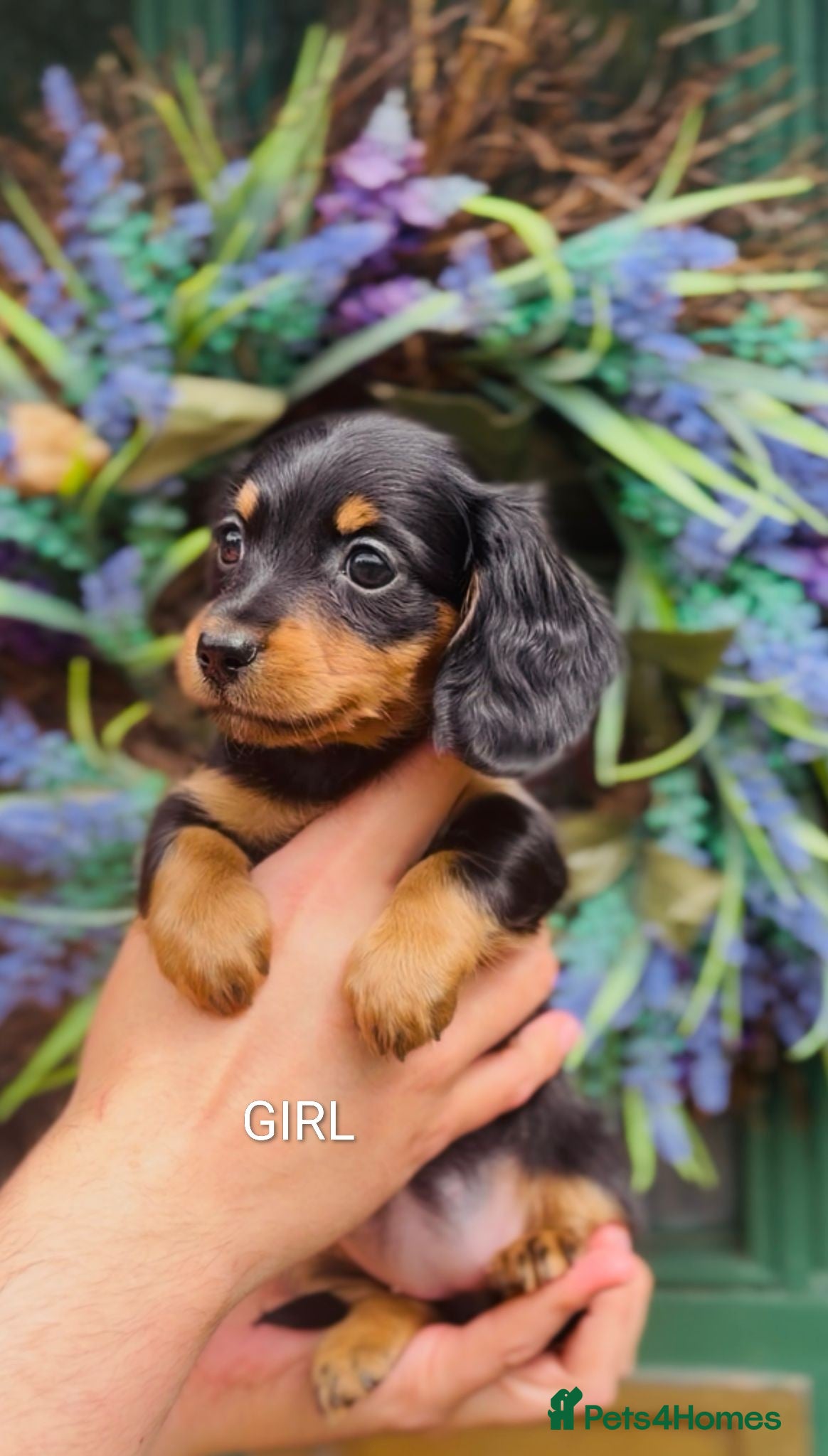 Miniature Dachshund dogs 🐾 Last Longhair Dachshund Girl Available 🐾 - Advert 1
