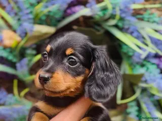 Miniature Dachshund dogs 🐾 KC Longhair Dachshund Girl Available Now 🐾 - Advert 1