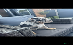 English Bulldog dogs for sale: Grey Merle male english bulldog puppy - Image 7