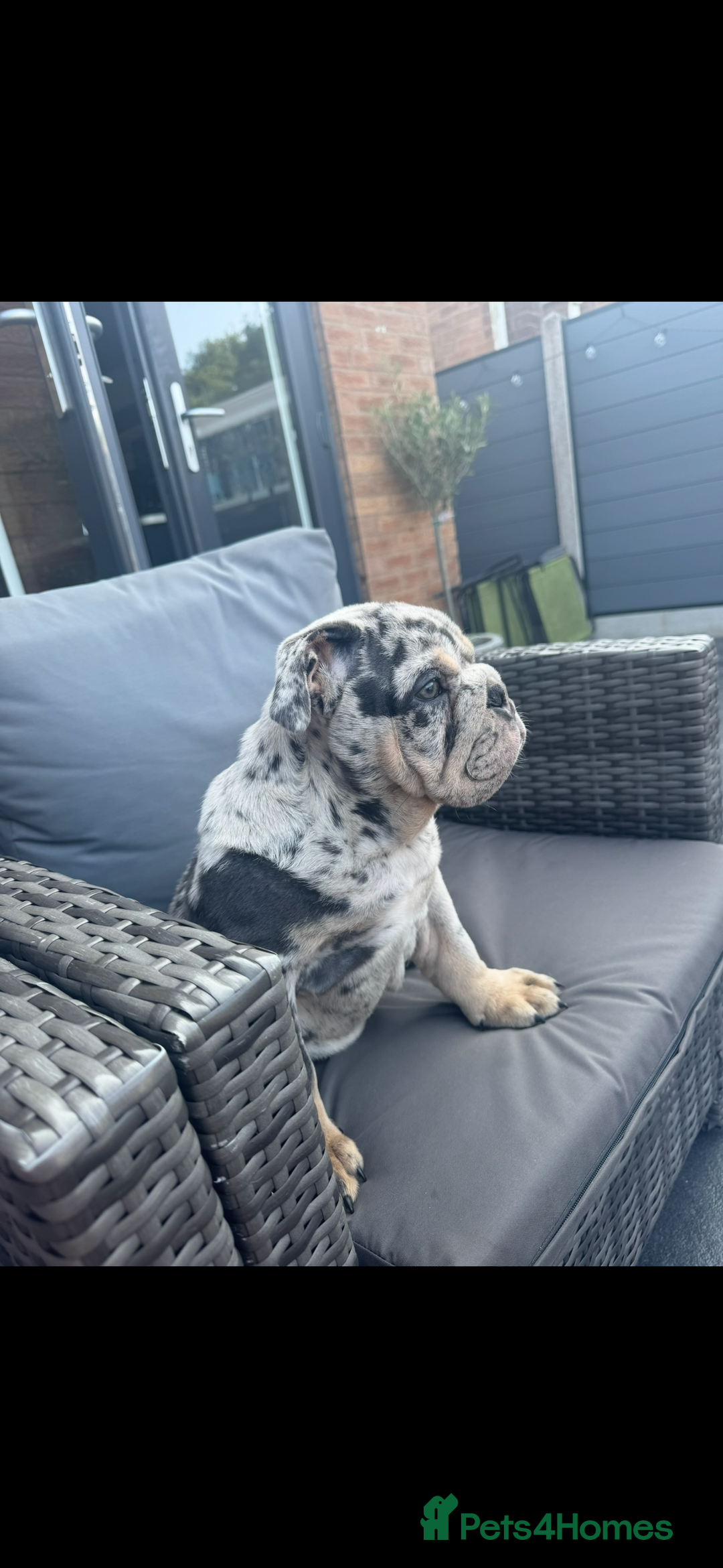 English Bulldog dogs for sale: Grey Merle male english bulldog puppy - Image 7