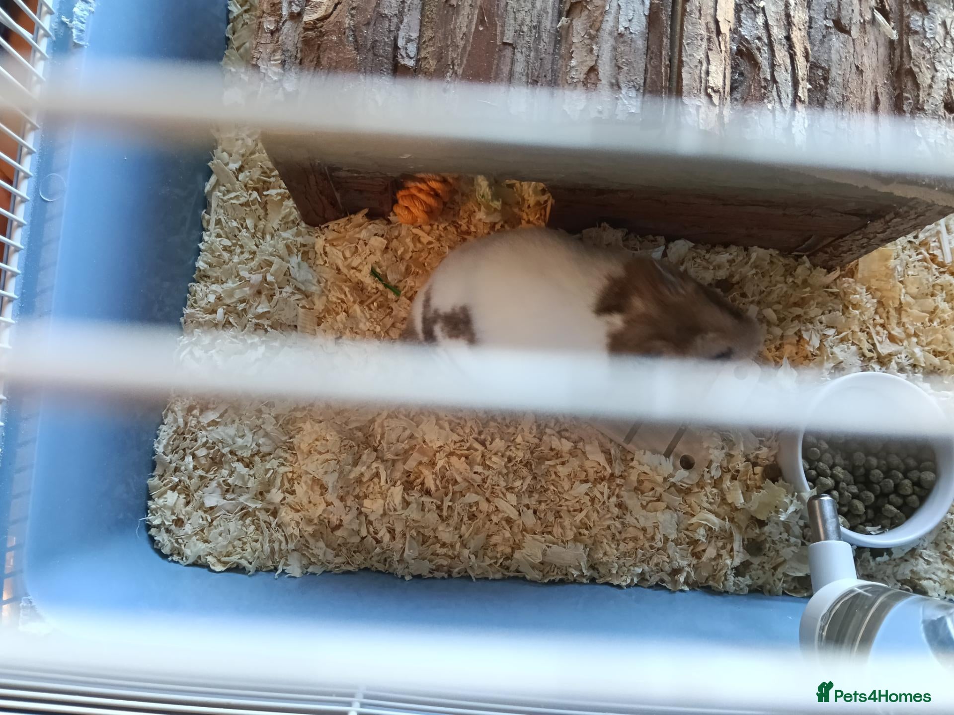 Hamster rodents Syrian hamster  - Advert 2