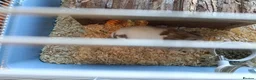 Hamster rodents for sale: Syrian hamster  - Advert 2