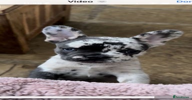 French Bulldog dogs - Advert 6