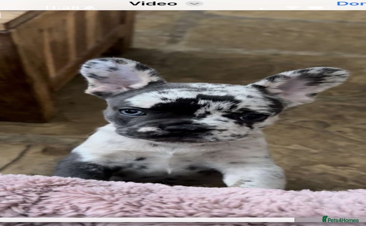 French Bulldog dogs - Advert 1