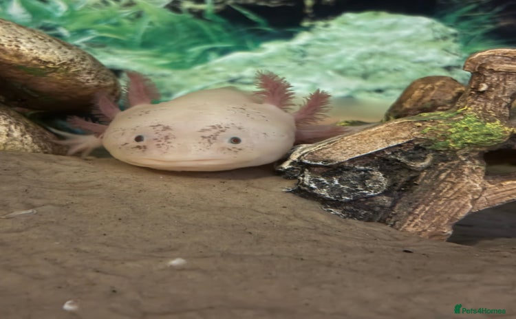 Axolotl reptiles - Advert 1