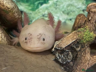 Axolotl reptiles for sale - Advert 1