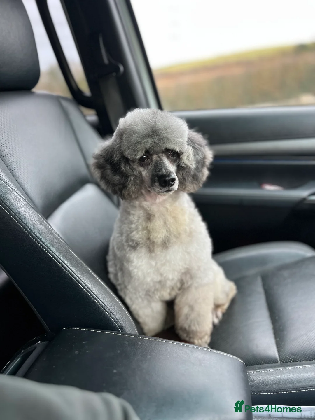 Miniature Poodle dogs for sale: BLUE MERLE MINIATURE POODLE MALE - Advert 11