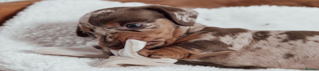 Miniature Dachshund Puppy 1