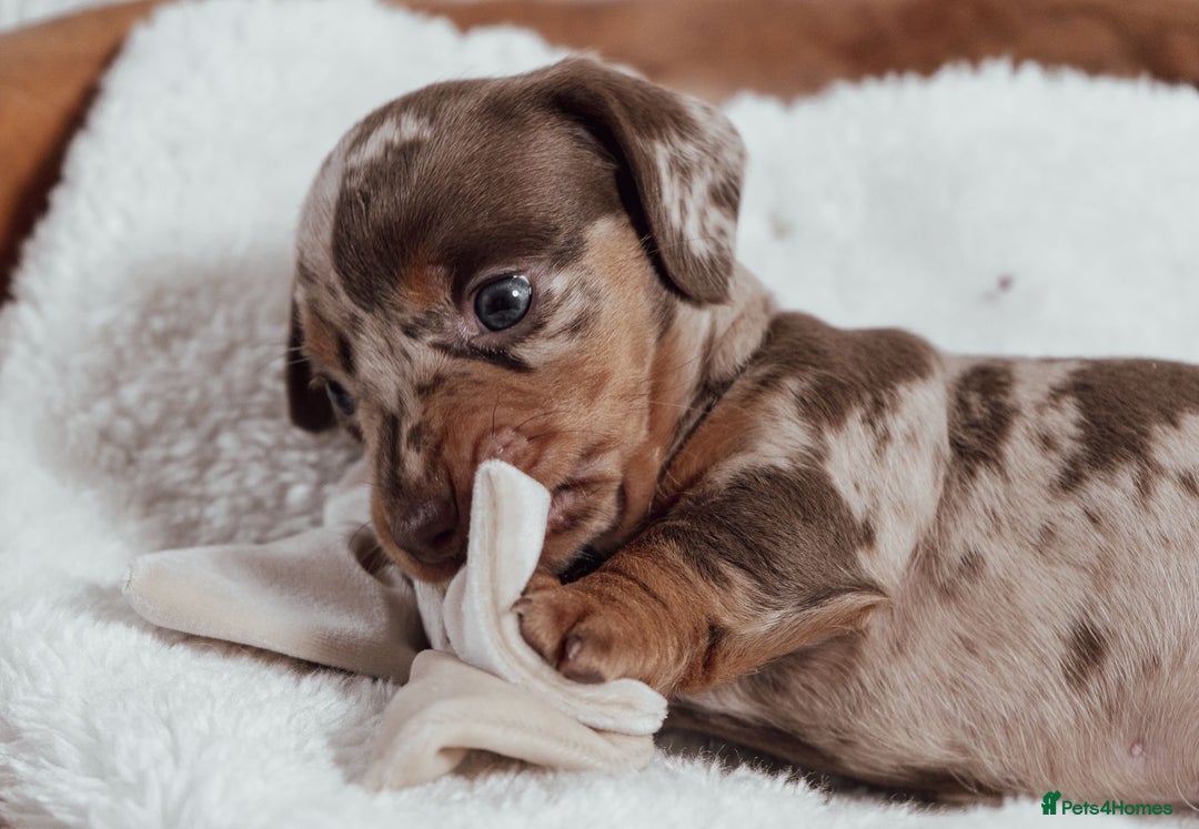 Miniature Dachshund dogs for sale: Daschund pups chocolate and chocolate dapple - Image 16