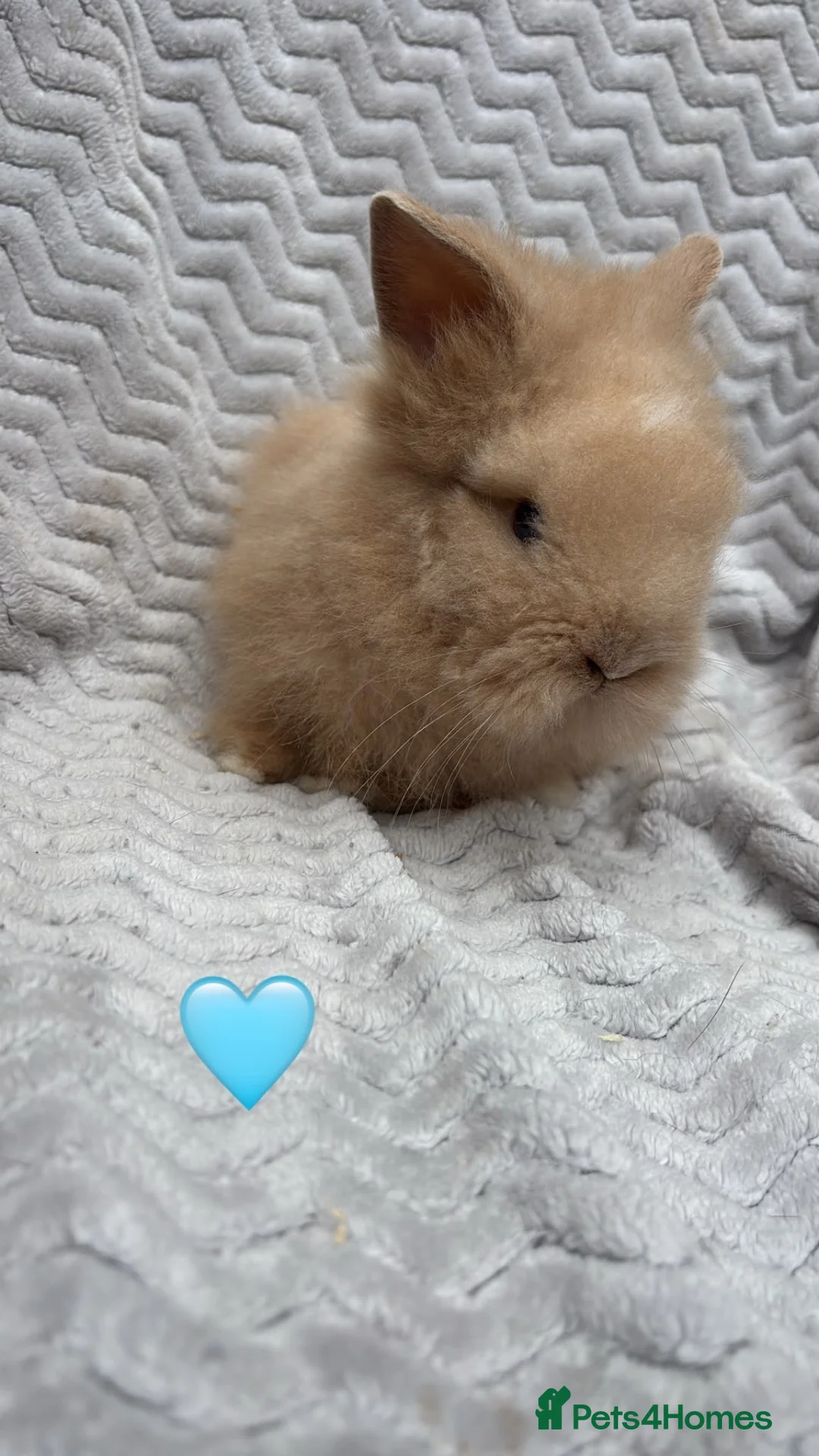 Lionhead rabbits for sale: Beautiful lionheads for sale  - Advert 2
