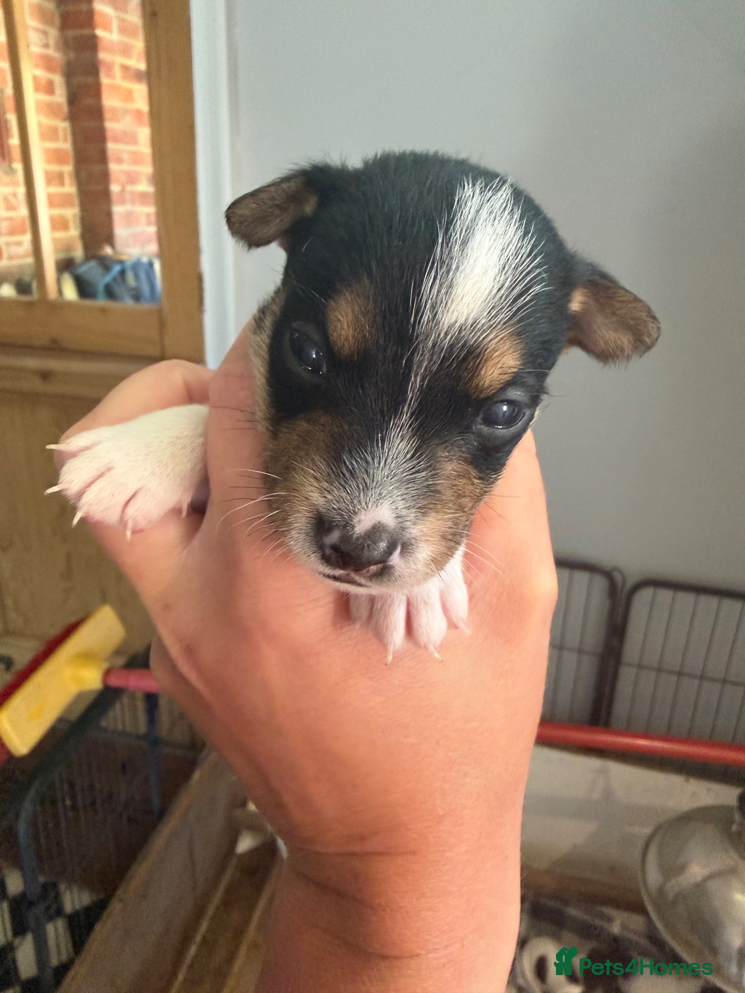 Jack Russell dogs Jack Russell puppies for sale - Advert 2