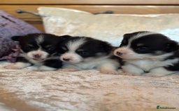 Welsh Corgi Pembroke dogs for sale: Pedigree, health tested parents, licensed breeder - Image 9